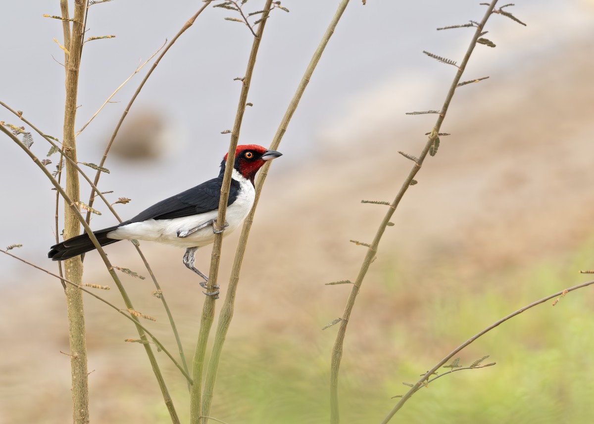 Crimson-fronted Cardinal (Araguaia) - ML631907252