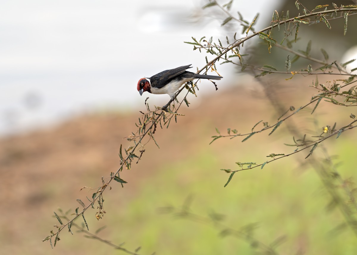 Crimson-fronted Cardinal (Araguaia) - ML631907253