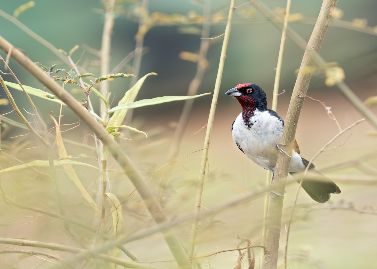 Crimson-fronted Cardinal (Araguaia) - ML631907254