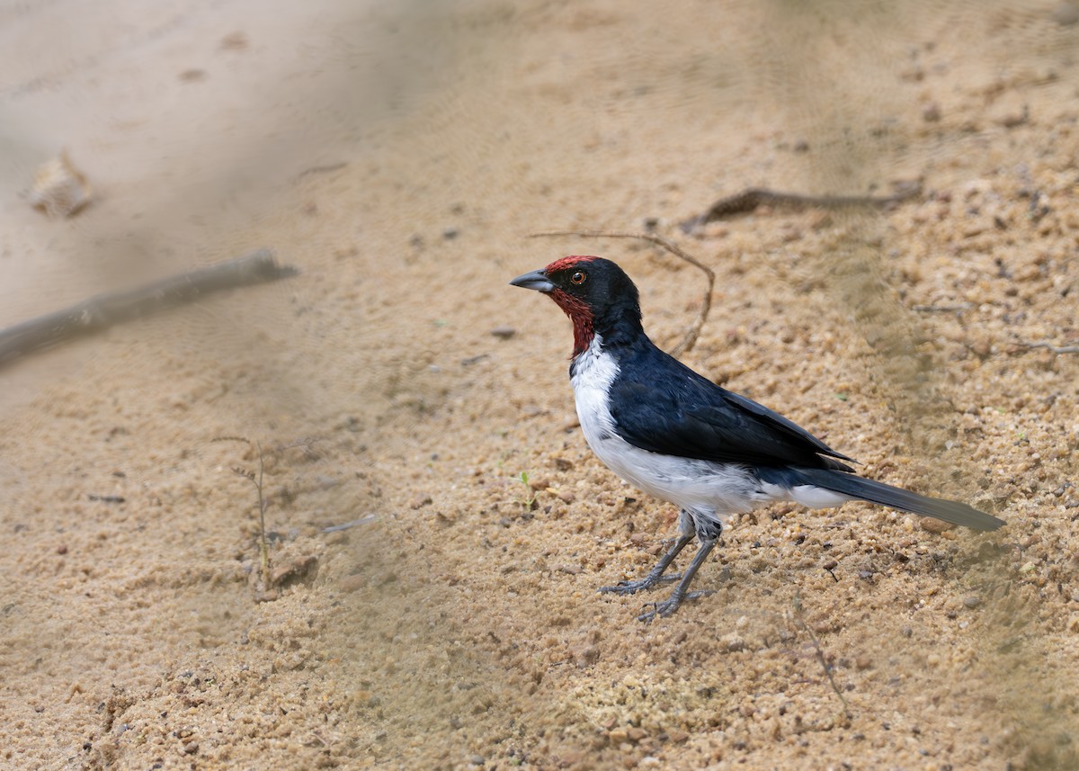 Crimson-fronted Cardinal (Araguaia) - ML631907255