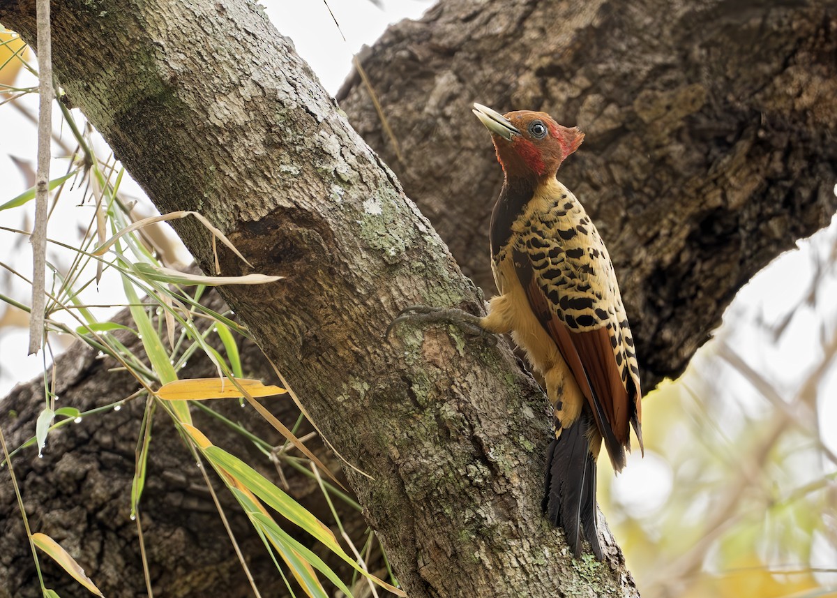 Kaempfer's Woodpecker - ML631907294