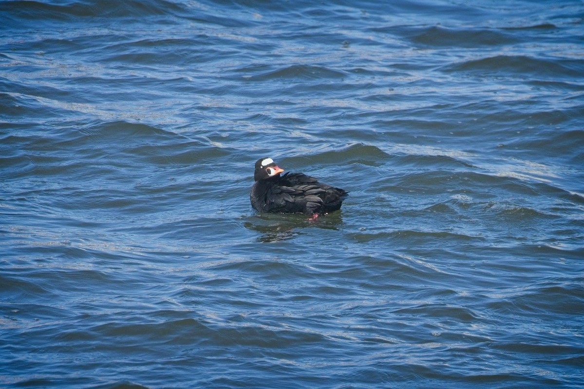 Surf Scoter - ML631907311