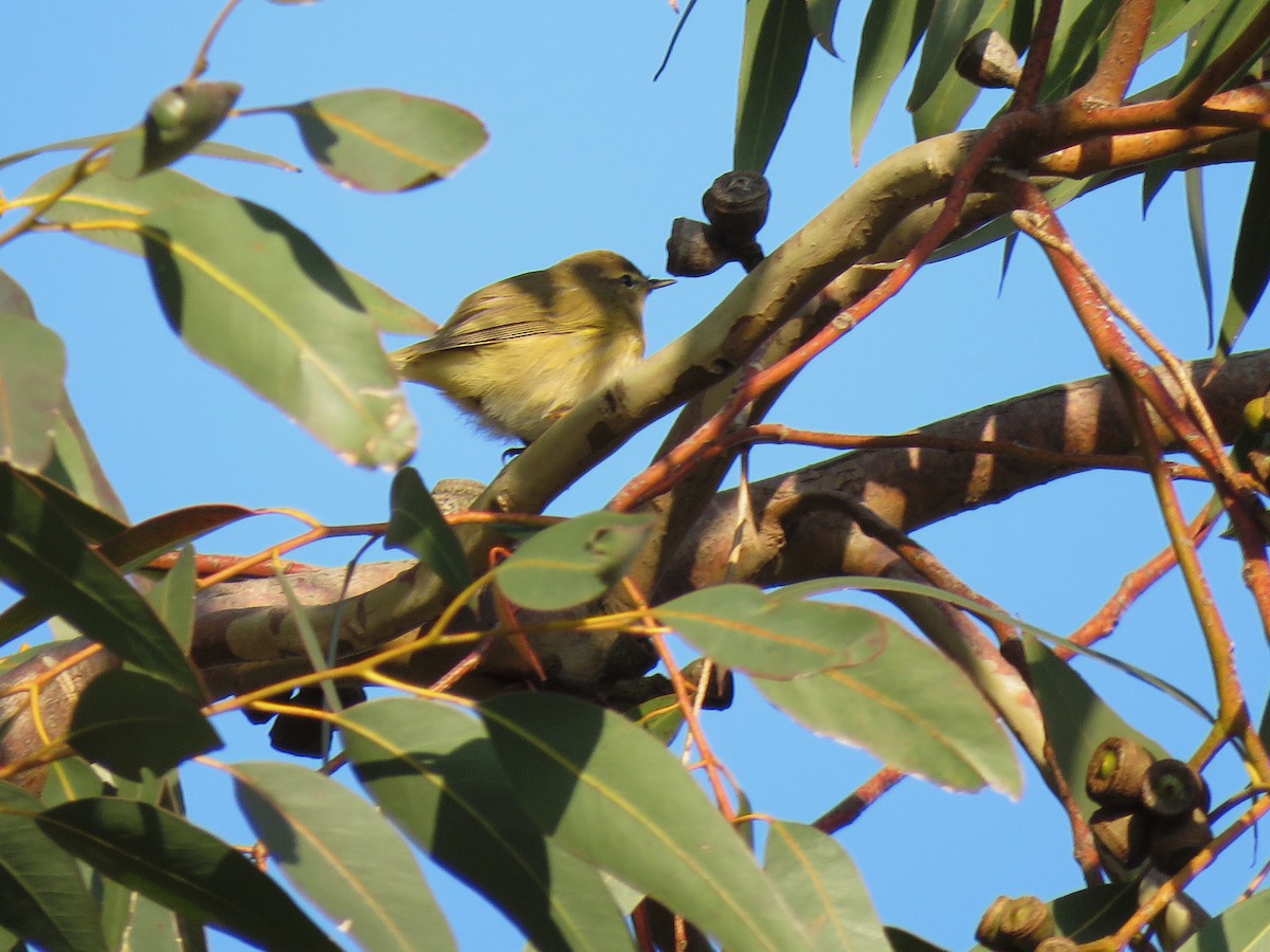 Iberian Chiffchaff - ML631907320