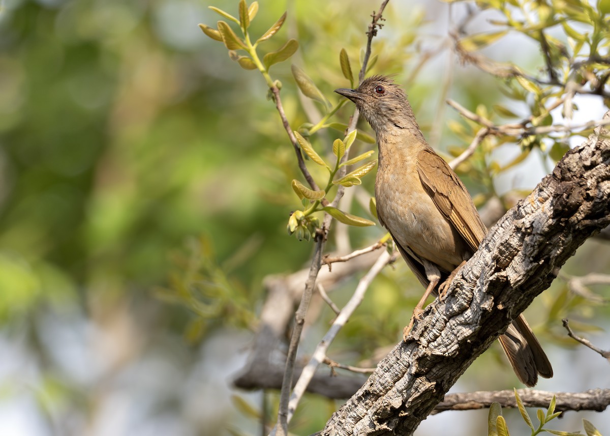 Pale-breasted Thrush - ML631907360
