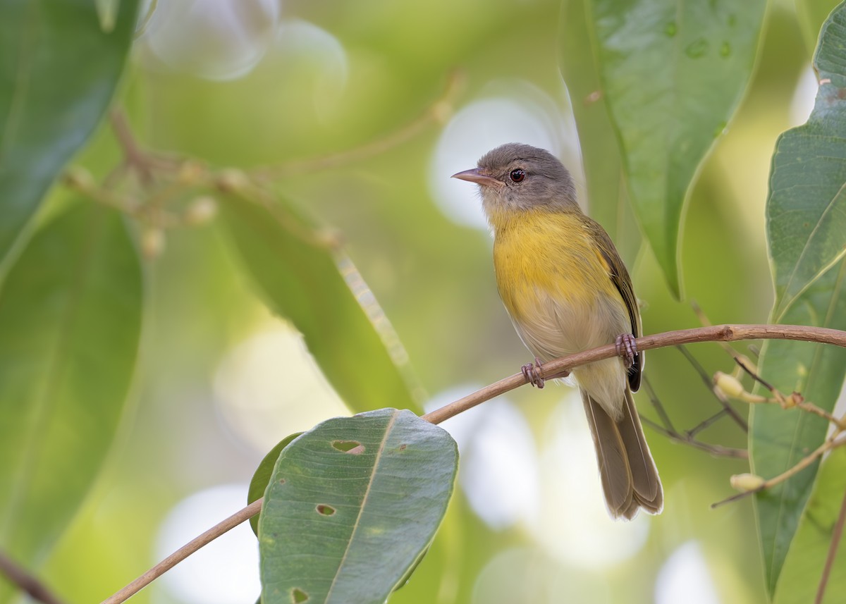 Ashy-headed Greenlet - ML631907371