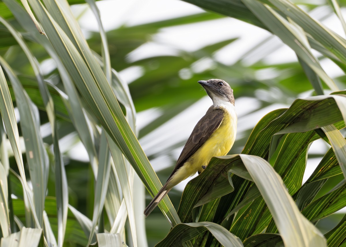Sulphury Flycatcher - ML631907378