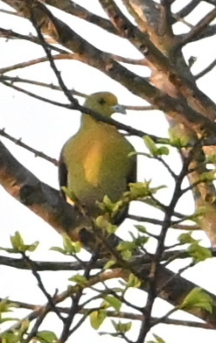 White-bellied Green-Pigeon - ML631907402