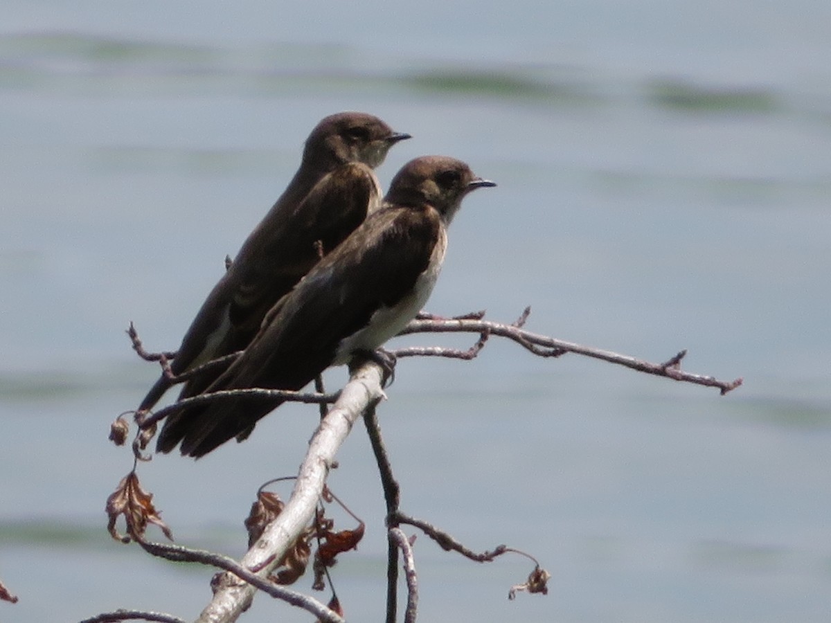 Hirondelle à ailes hérissées - ML63190741