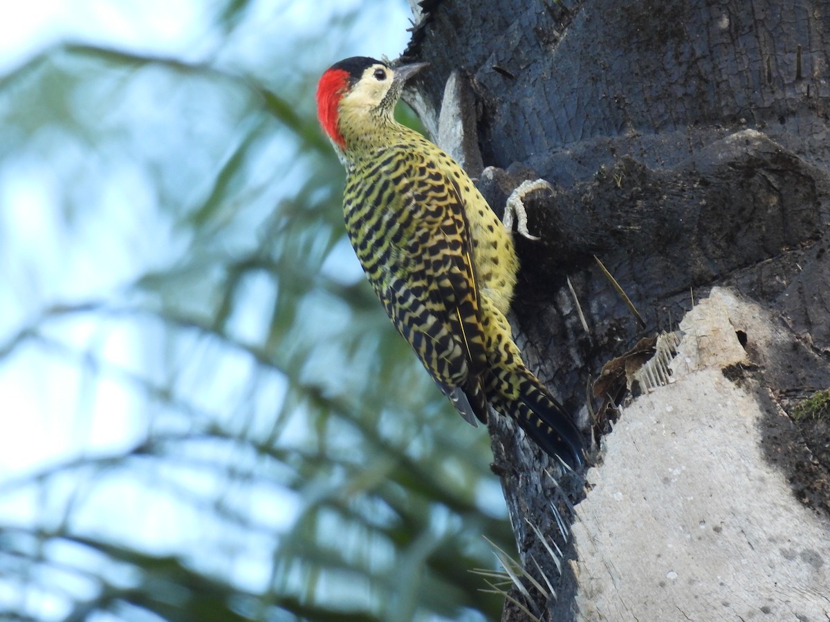 Green-barred Woodpecker - ML631907418