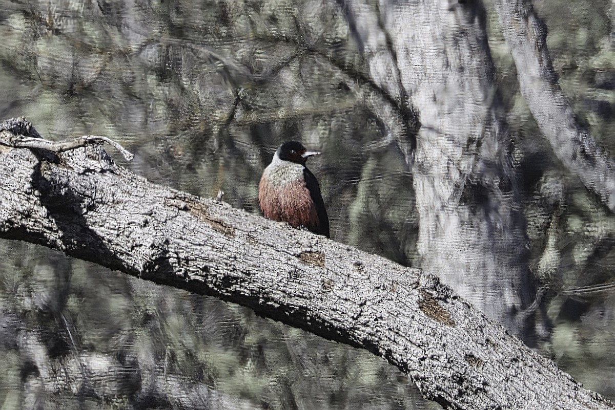 Lewis's Woodpecker - ML631907590