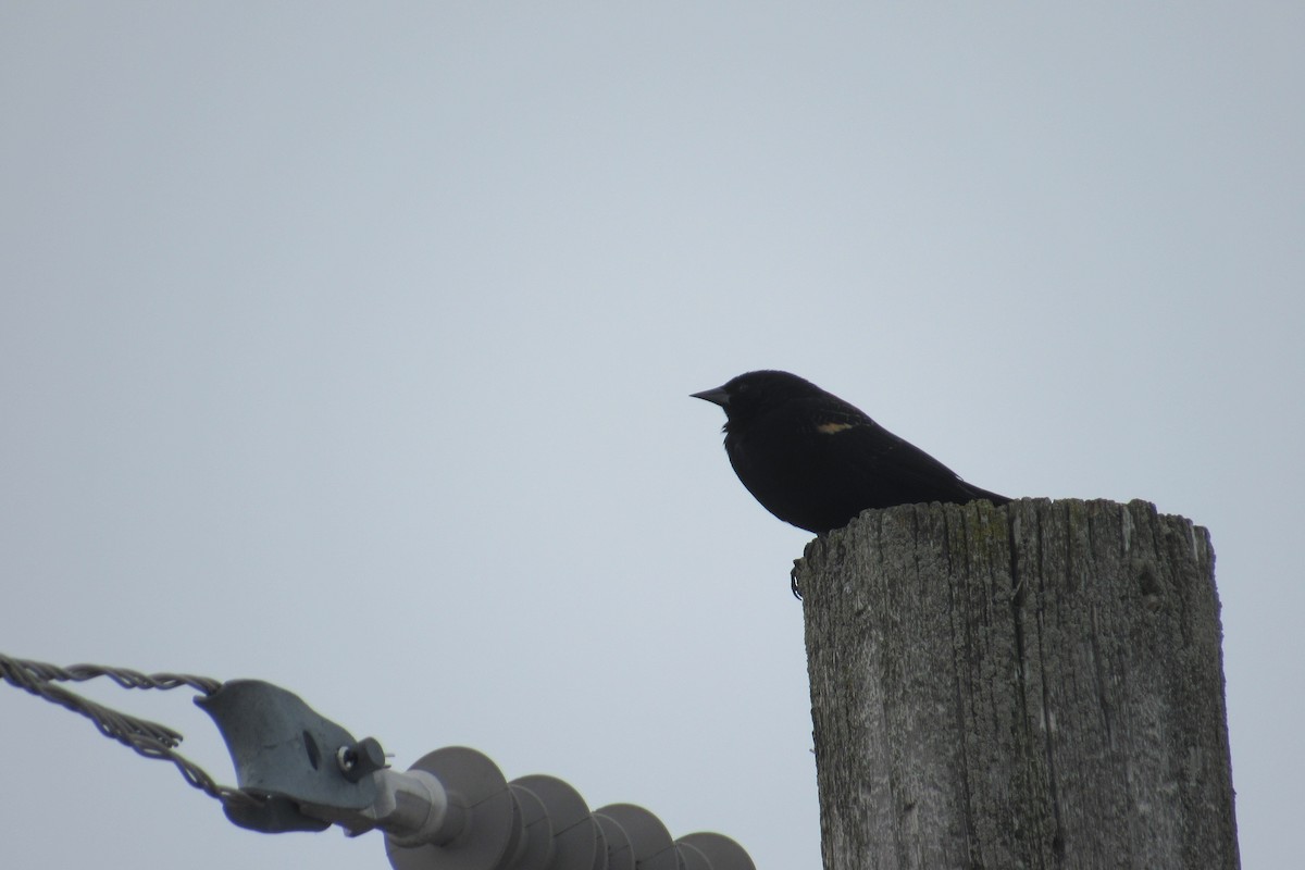 Red-winged Blackbird - ML631907599