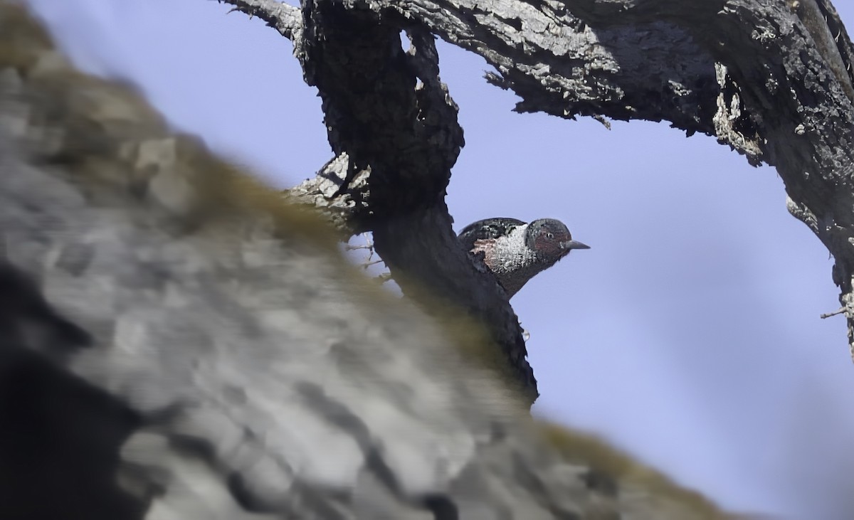 Lewis's Woodpecker - ML631907603