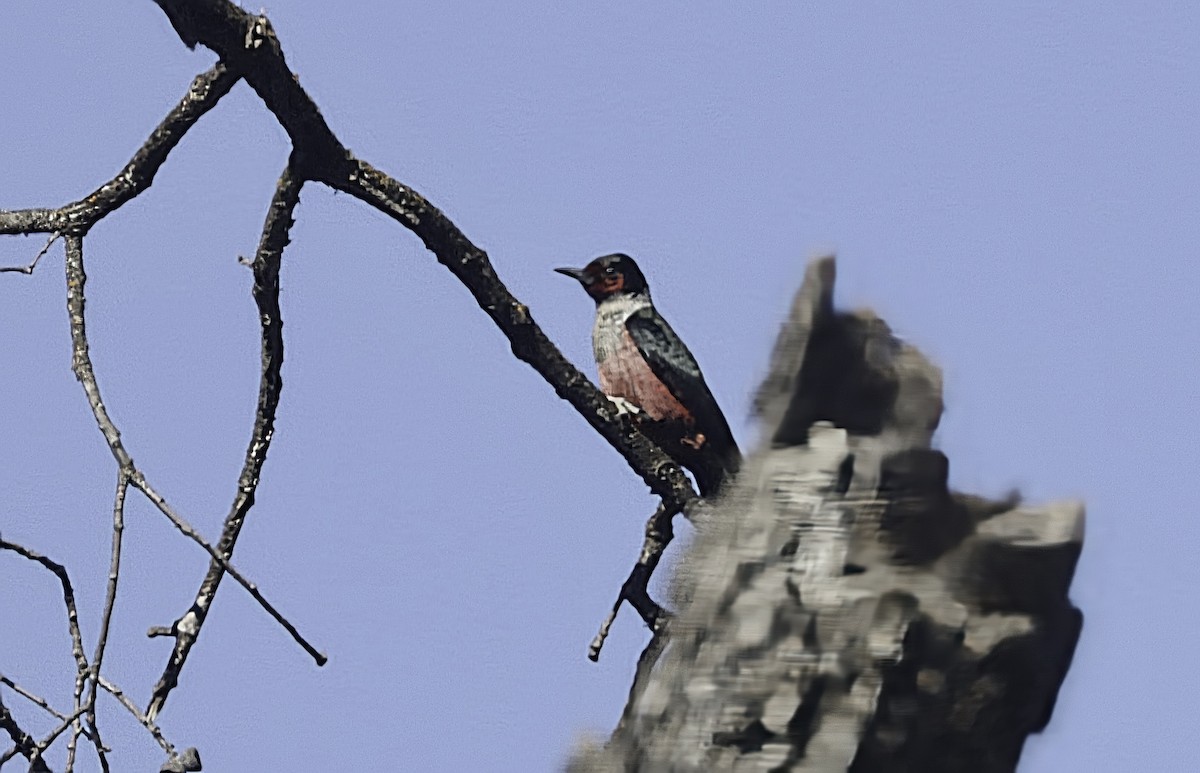 Lewis's Woodpecker - ML631907618