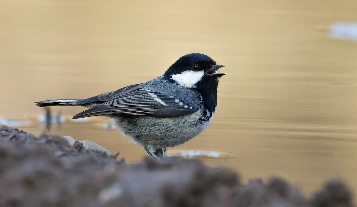 Coal Tit - Koray Öğreten