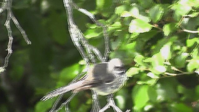 New Zealand Fantail - ML631907745