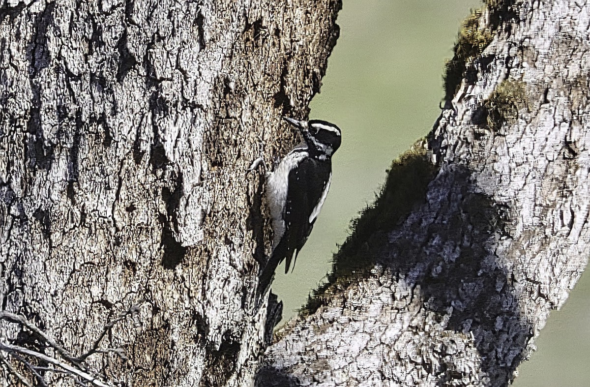 Hairy Woodpecker - ML631907750