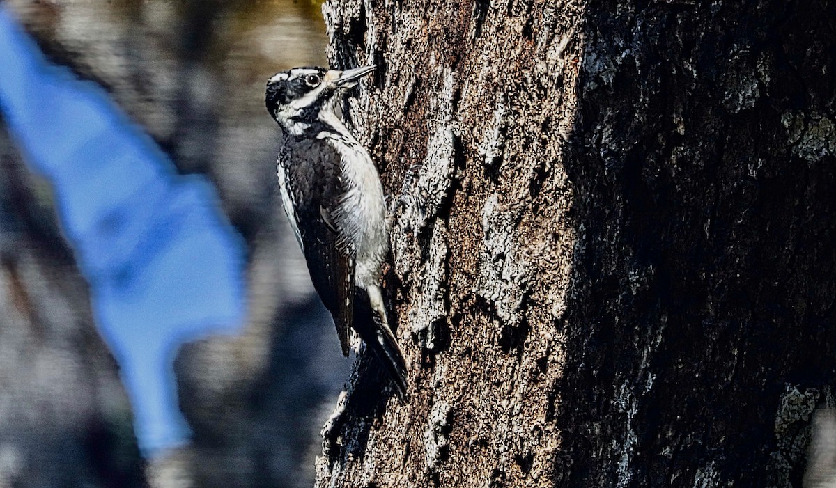 Hairy Woodpecker - ML631907757