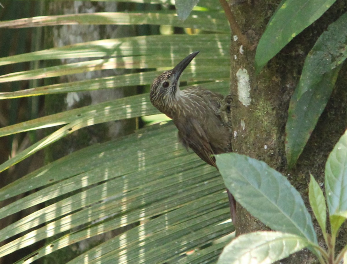 White-throated Woodcreeper - ML631907781