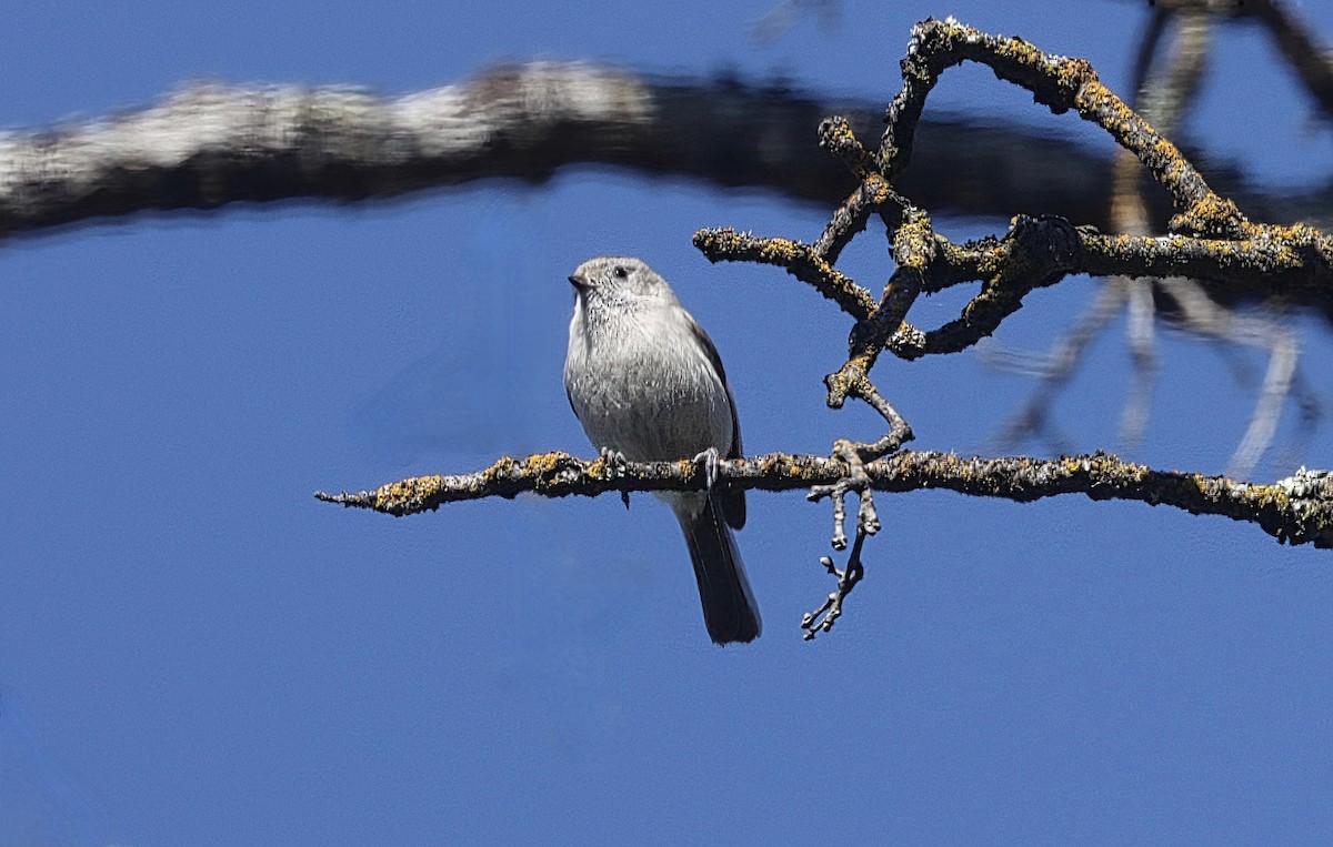 Oak Titmouse - ML631907812