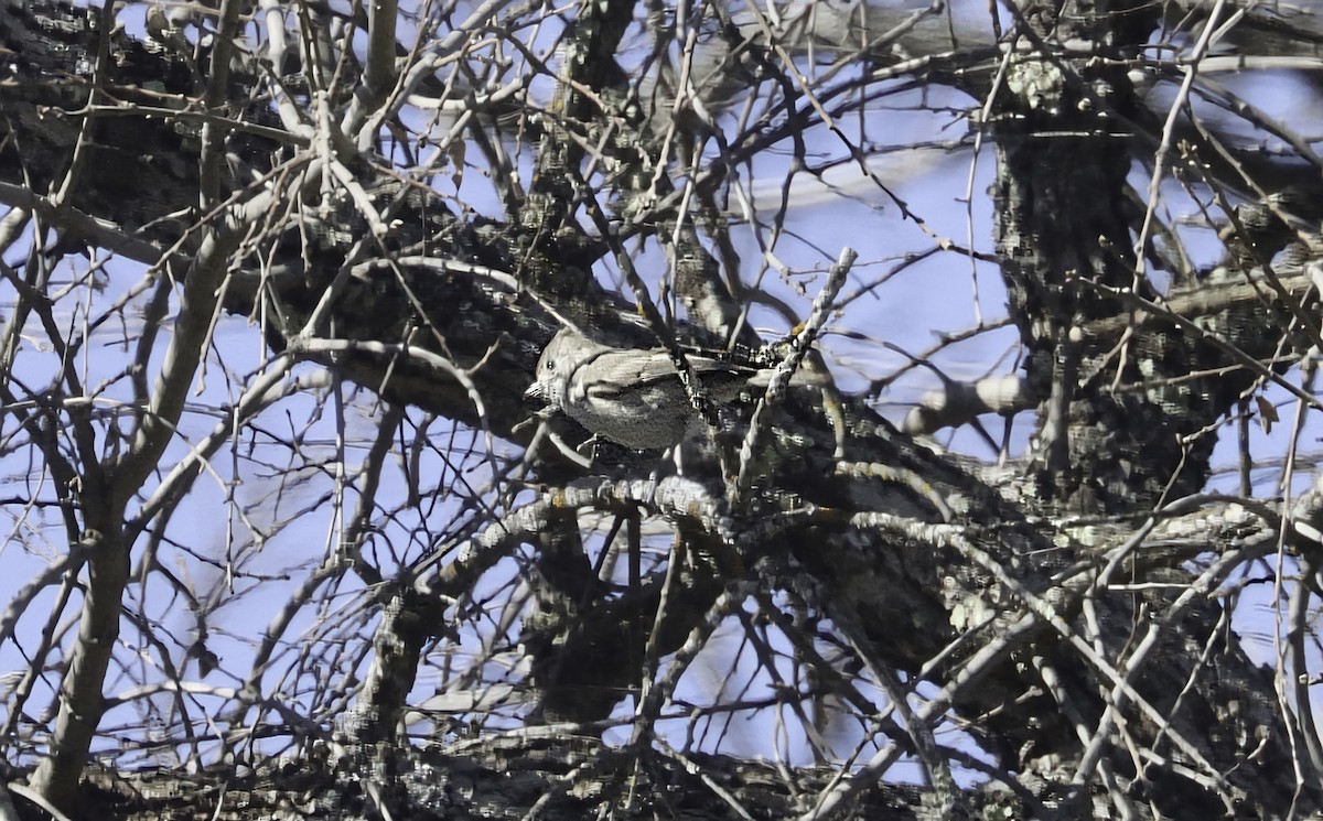 Oak Titmouse - ML631907821
