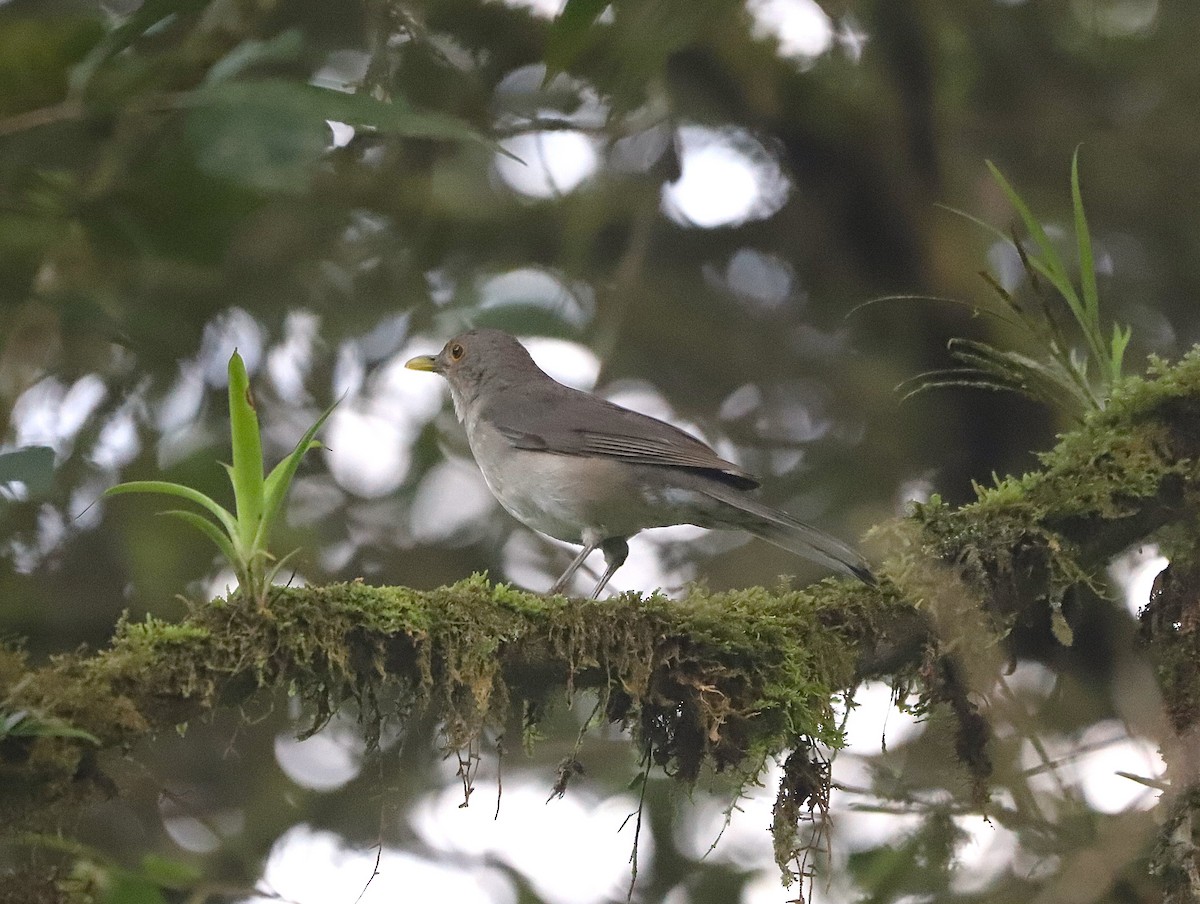 Ecuadorian Thrush - ML631907861