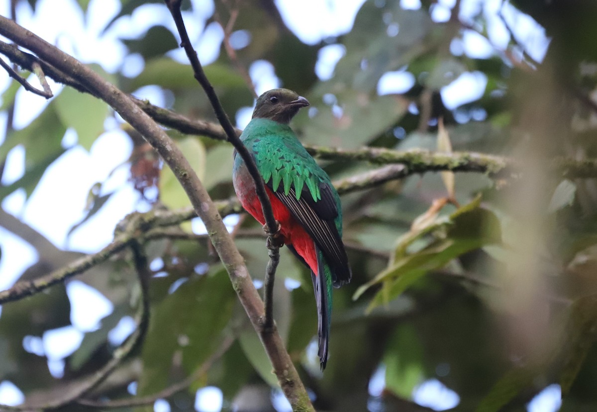 Golden-headed Quetzal - ML631907888