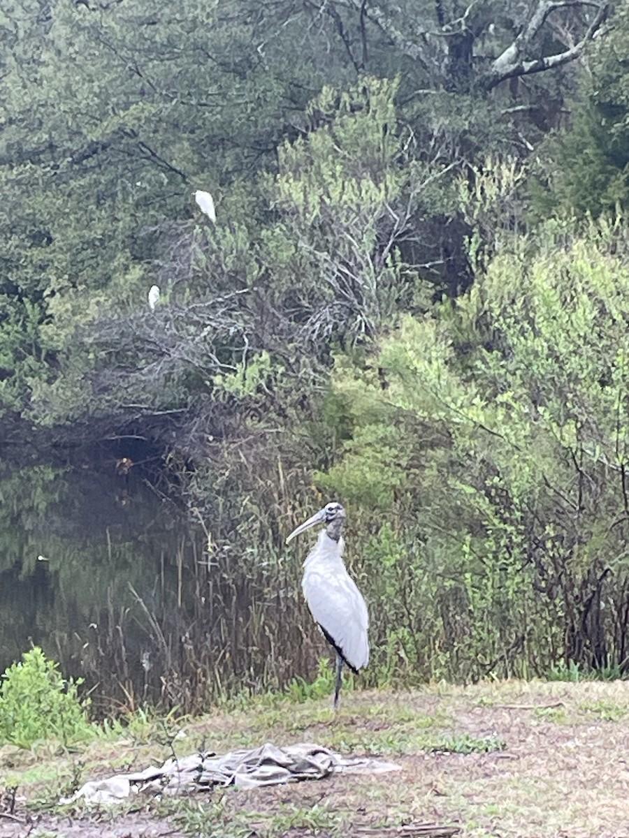 Wood Stork - ML631908140