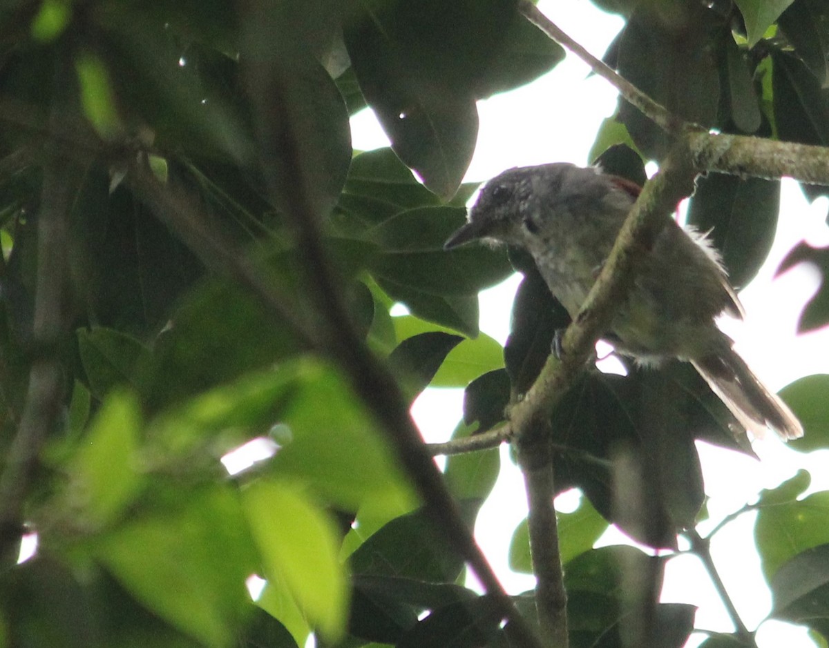 Rufous-backed Antvireo - ML631908159
