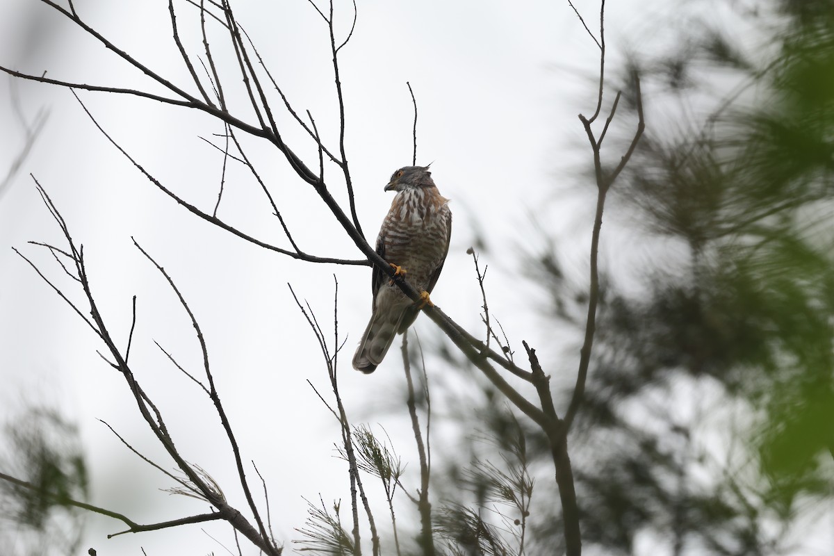 鳳頭蒼鷹 - ML631908247