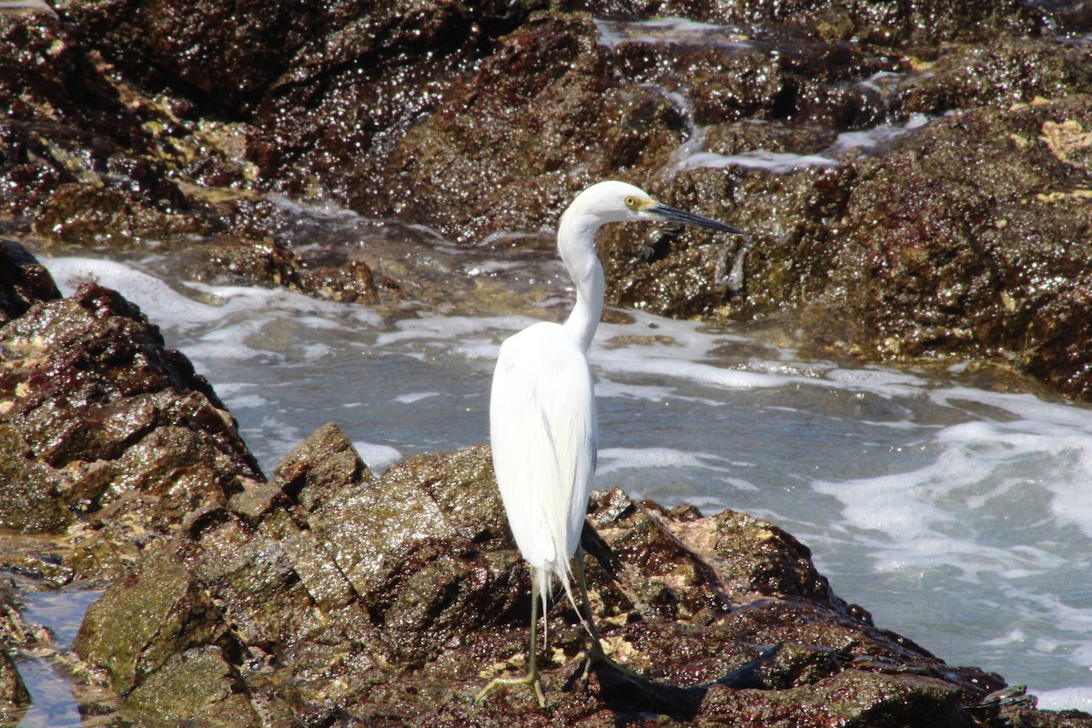 Little Blue Heron x Snowy Egret (hybrid) - ML631908479