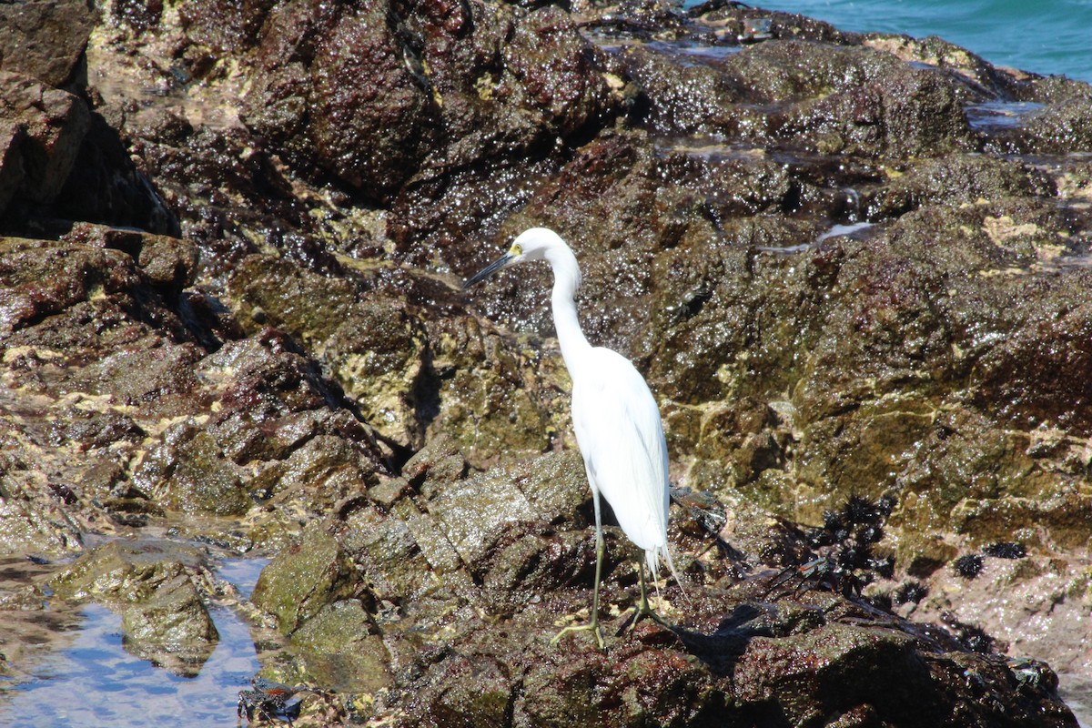 Little Blue Heron x Snowy Egret (hybrid) - ML631908481