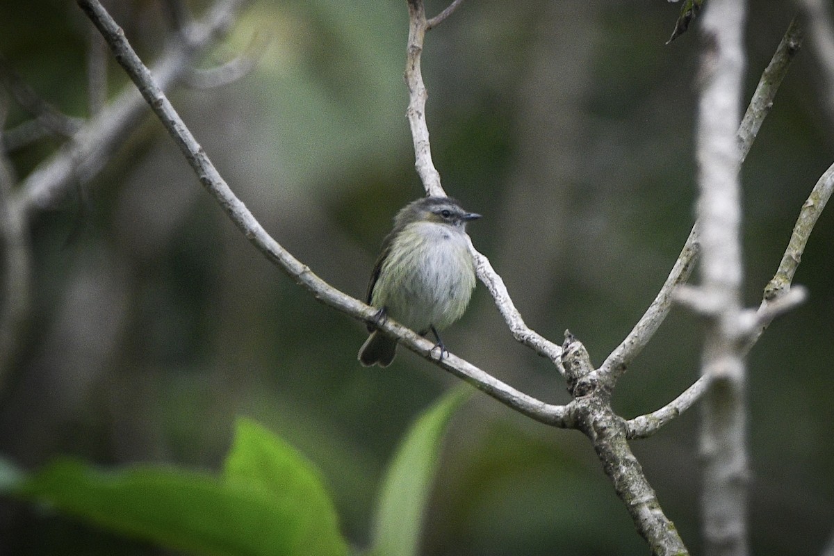 Tyranneau gobemoucheron - ML631908520