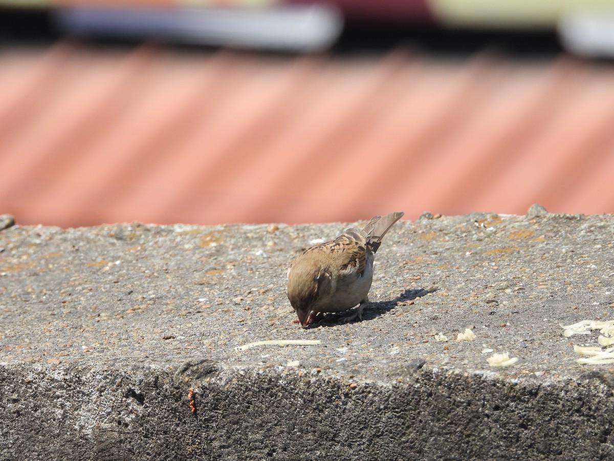 家麻雀 - ML631908663