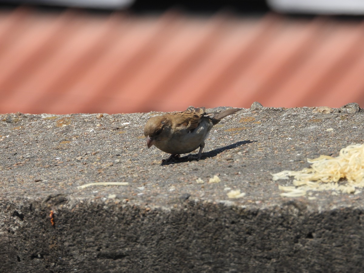 家麻雀 - ML631908665