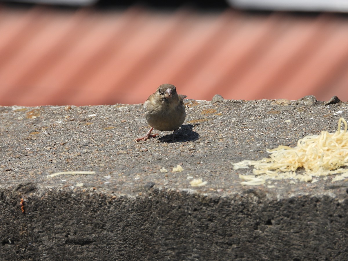 家麻雀 - ML631908666