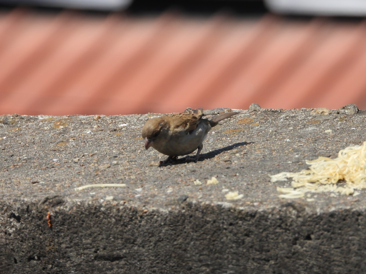 家麻雀 - ML631908670