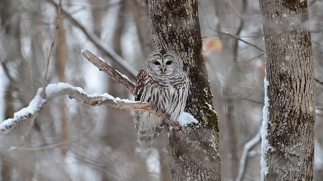 Barred Owl - ML631908678