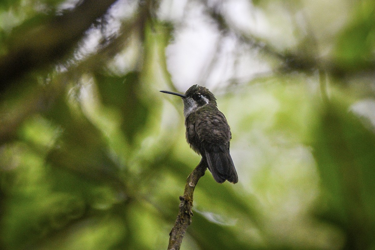Green-throated Mountain-gem - ML631908682