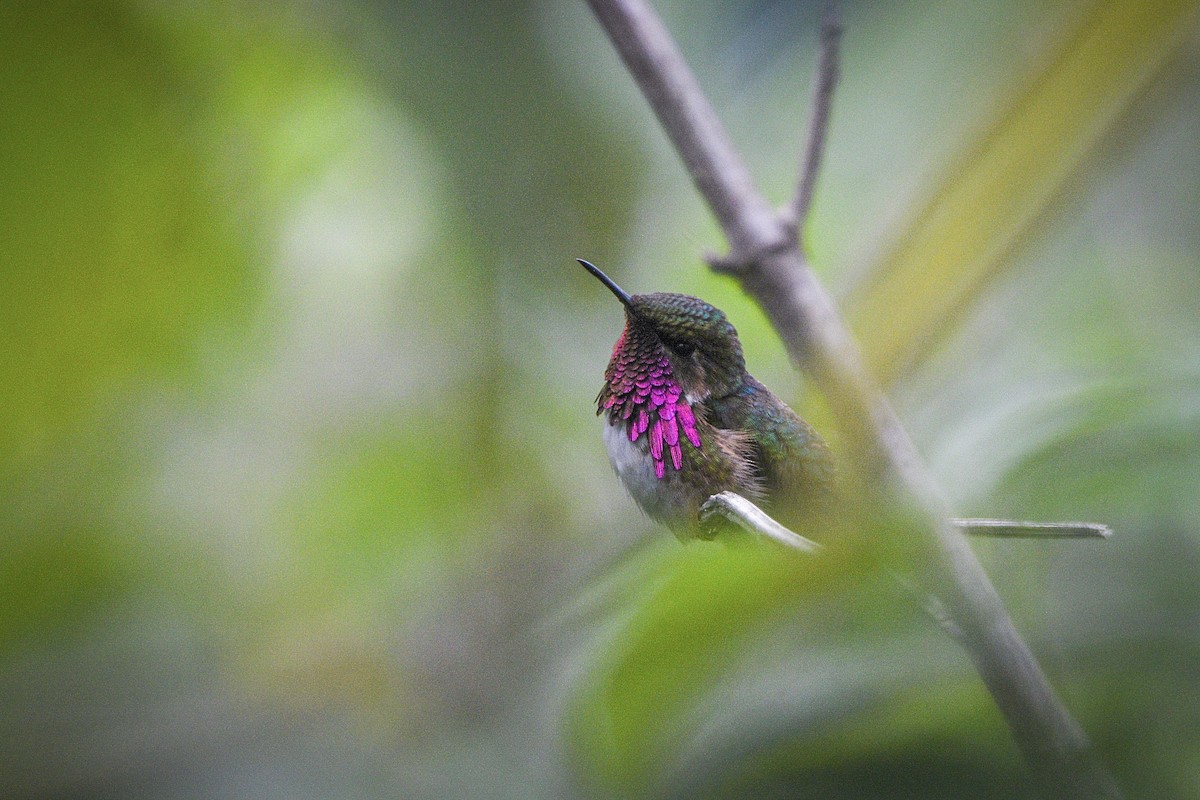 Wine-throated Hummingbird - ML631908691