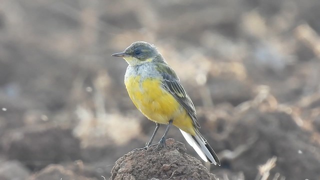 Дорнын шар цэгцгий - ML631908755