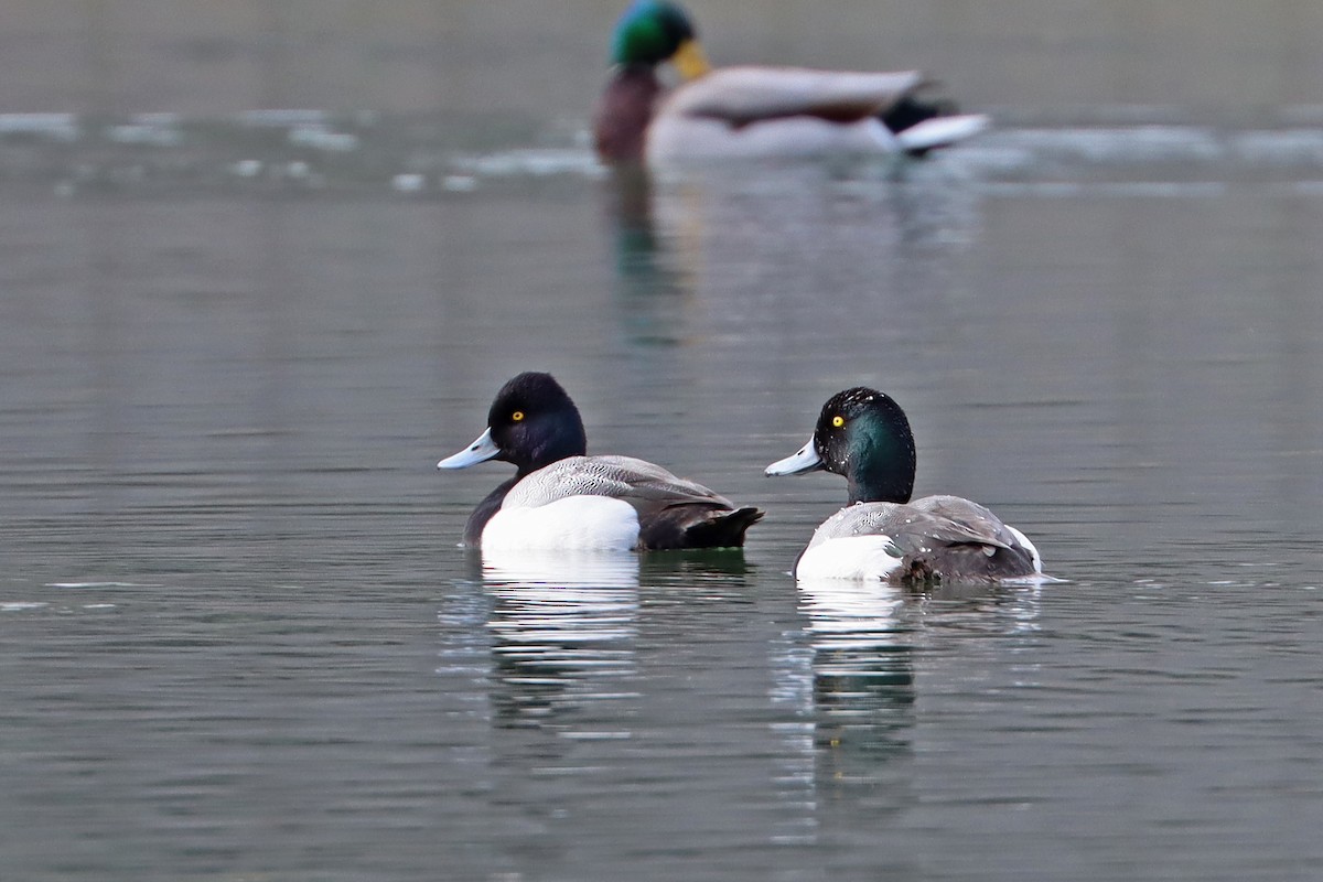 Greater Scaup - ML631908961