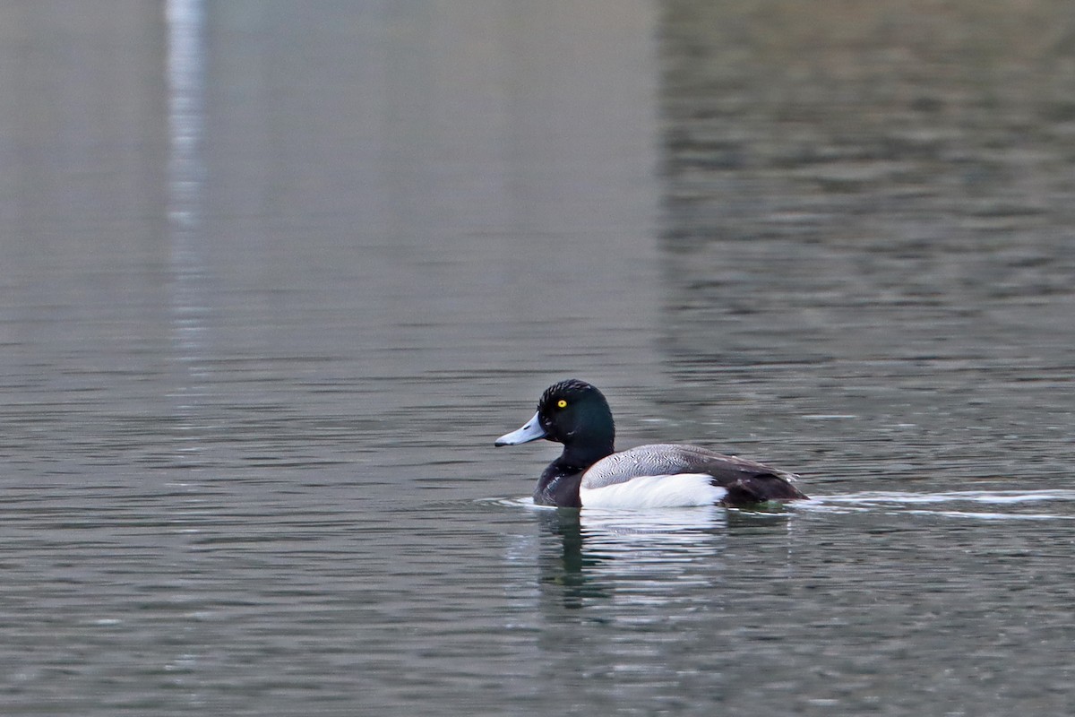 Greater Scaup - ML631908962