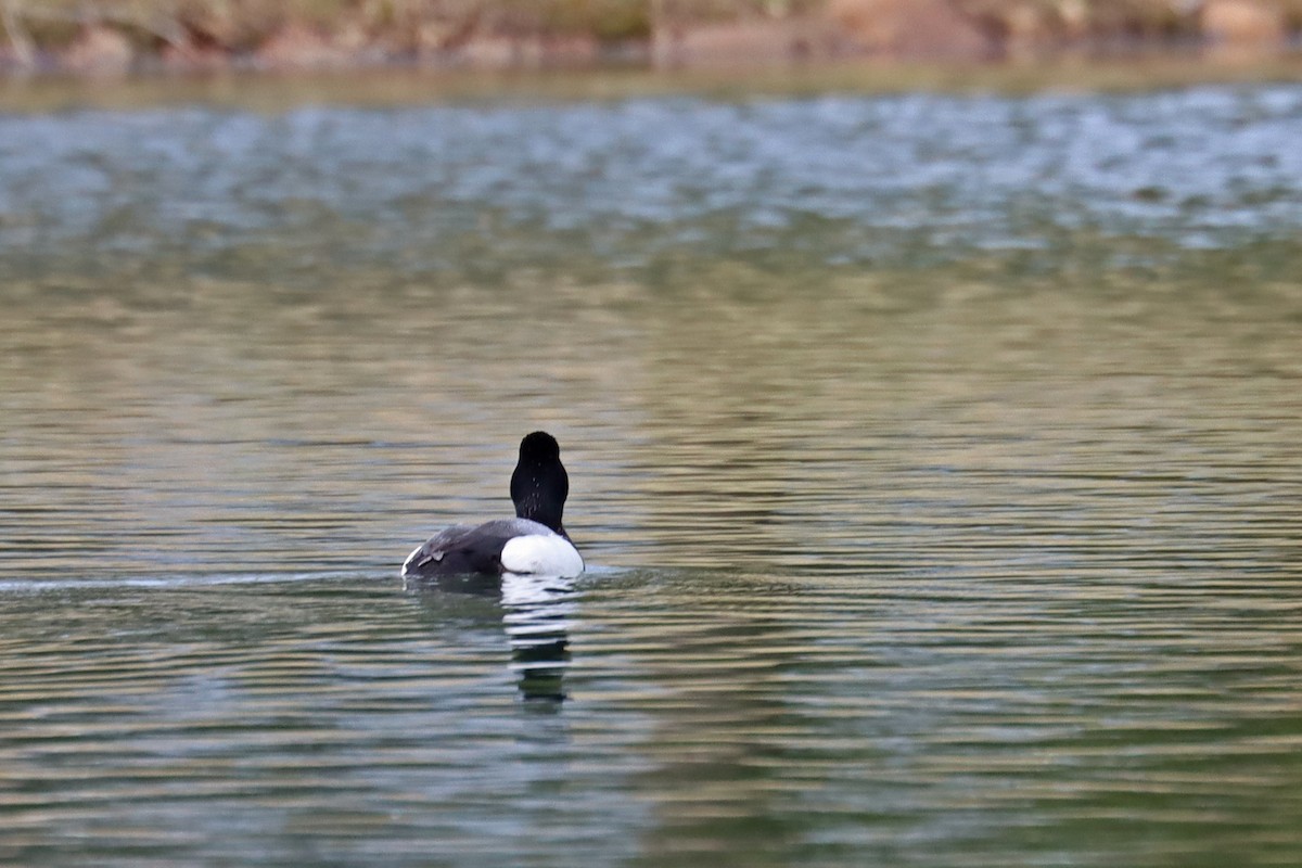 Greater Scaup - ML631908963