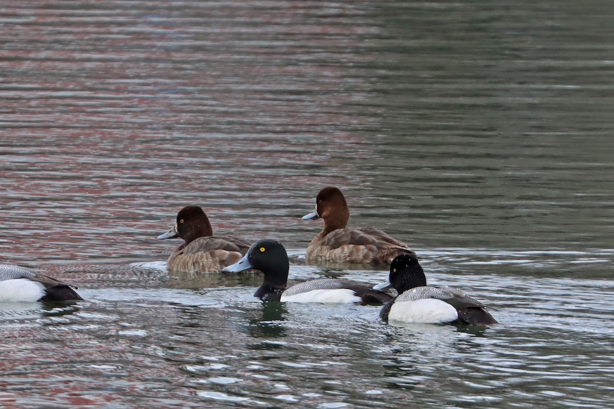 Greater Scaup - ML631908964