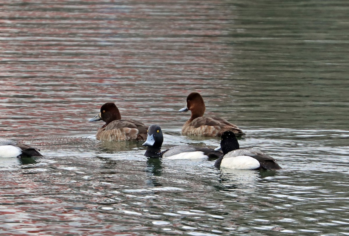 Greater Scaup - ML631908965