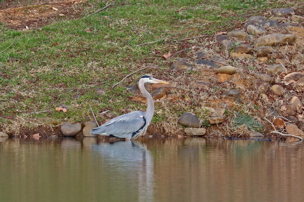 Great Blue Heron (Great Blue) - ML631908979