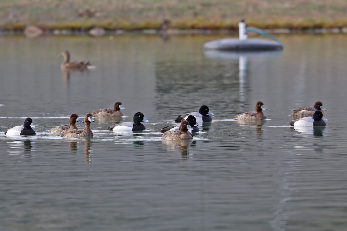 Lesser Scaup - ML631908983