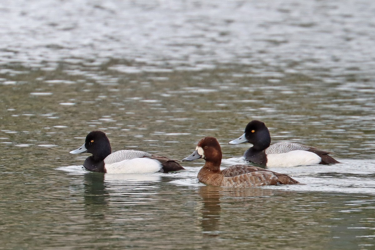 Lesser Scaup - ML631908984