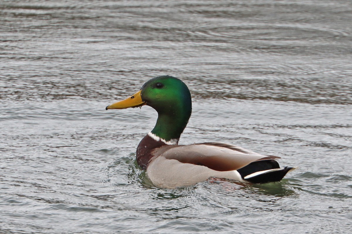 Mallard - ML631908987