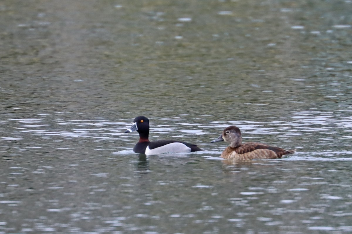 Ring-necked Duck - ML631908988
